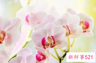 能给射手座带来桃花运的花