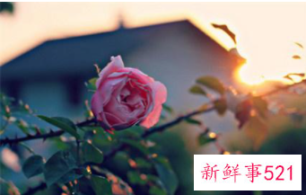 告白的情话英文