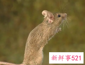 最让男人着迷的生肖女