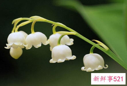 12星座的幸运花是什么