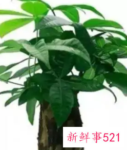 12生肖对应的幸运植物