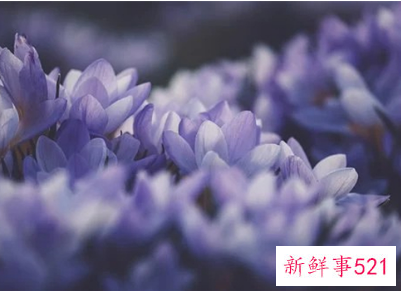520告白简单的话语