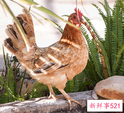 属鸡人运势运程