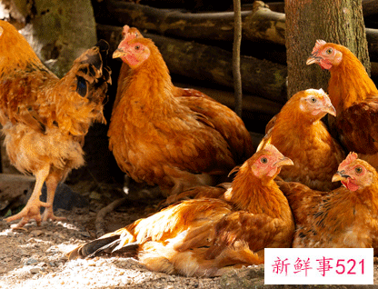 属鸡人运势运程