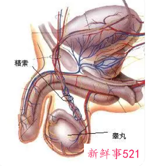 怎样保养睾丸