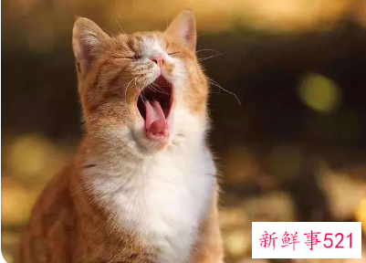 白天感觉特别困