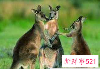 中国的国兽是啥