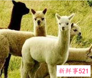 中国的国兽是啥