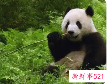 中国的国兽是啥