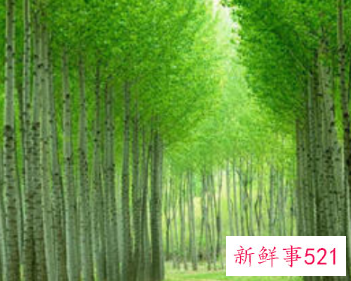 描写春天的气息的句子