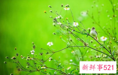 描写春天的气息的句子