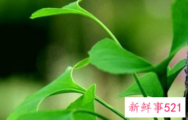 描写春天的气息的句子