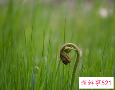 什么是春天的象征