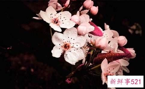 驿路梨花生字词拼音