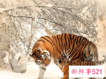 虎年宝宝起名字大全男孩