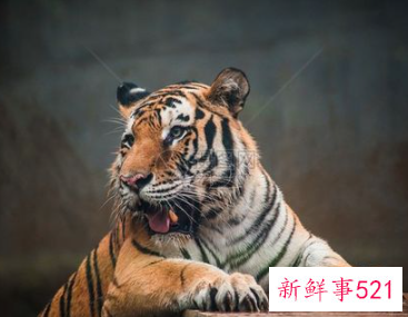 虎年宝宝起名字大全男孩