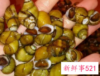 经常吃炒田螺对身体有害吗