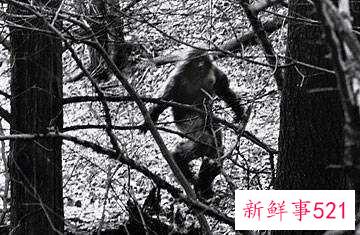 世界神秘怪兽的未解之谜？
