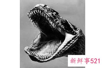世界神秘怪兽的未解之谜？