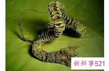 世界神秘怪兽的未解之谜？