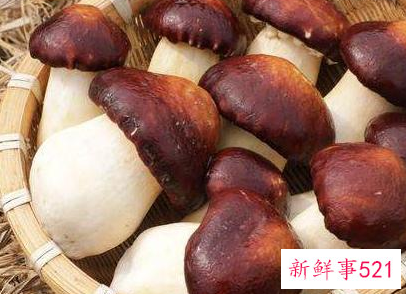 云南赤松茸怎么吃