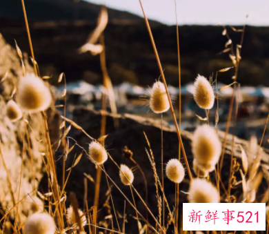 给老师教师节的祝福语