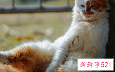 懒人减肥最好的方法有哪些