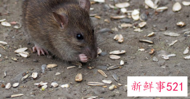 属鼠姻缘婚配