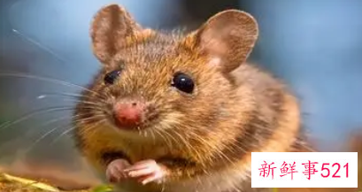 属鼠姻缘婚配