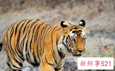 属虎成功人士的名字