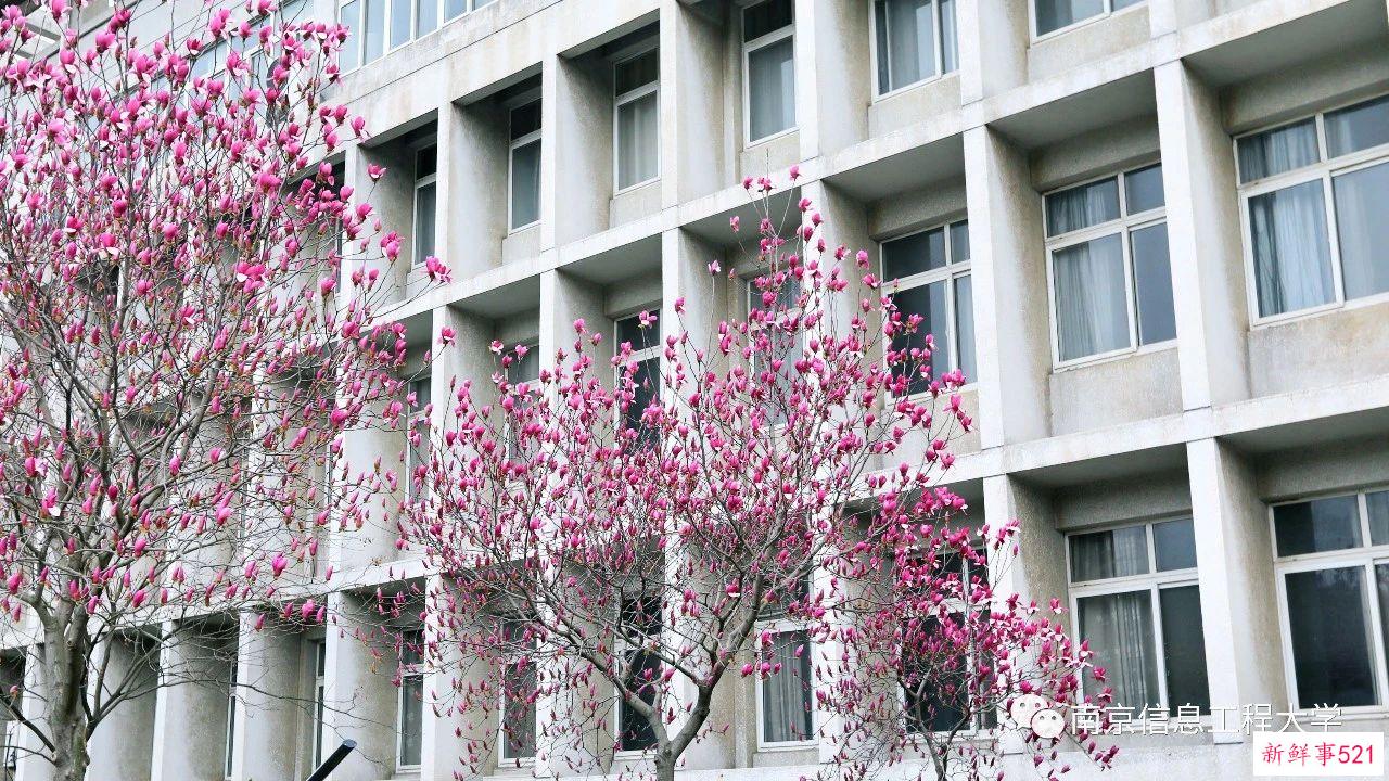 南京高校“校花”图鉴！谁是你心中的“门面担当”？