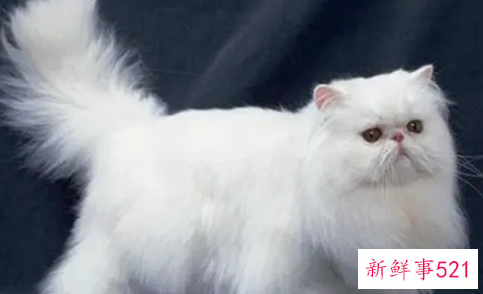 处女座的人适合养只什么猫