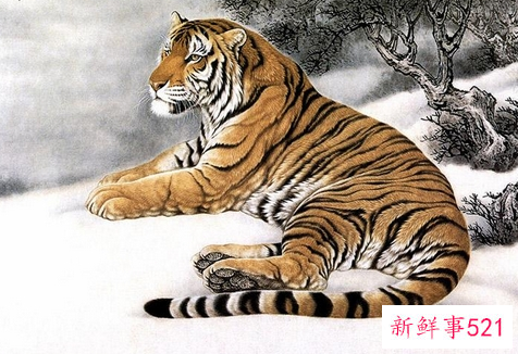 虎年出生的人命运好吗