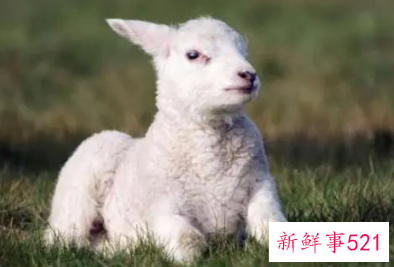 属羊2022年穿什么颜色