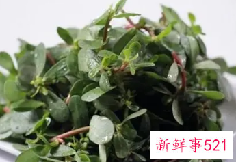 马齿苋治脂溢性脱发