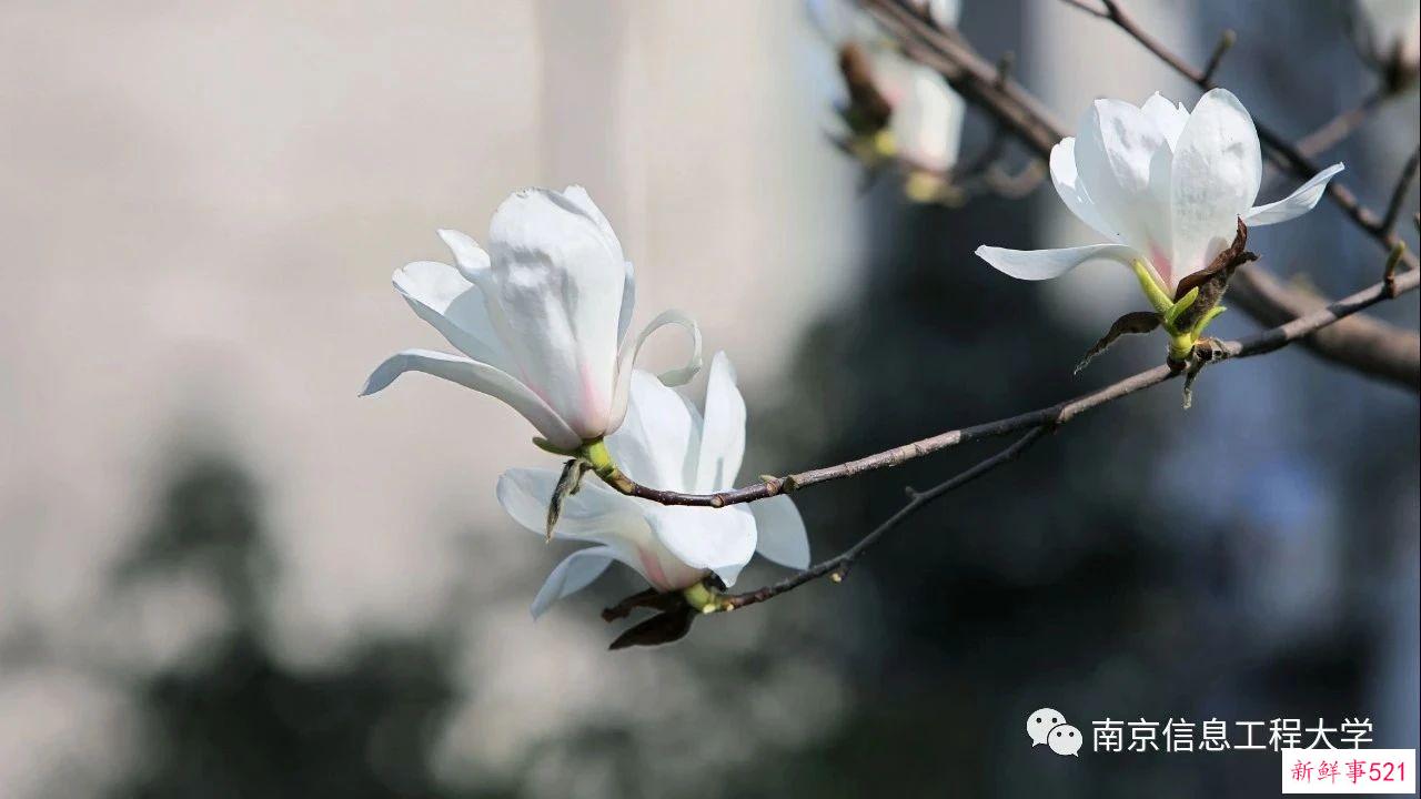 南京高校“校花”图鉴！谁是你心中的“门面担当”？