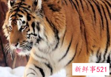 属虎成功人士的名字