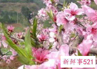 经历过桃花劫的女人