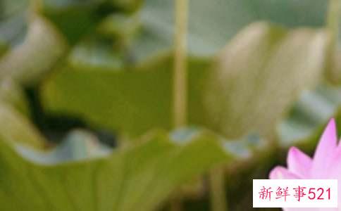 夏至感情文案