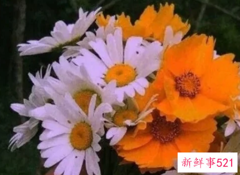浪漫而不烂俗的高级文案100字