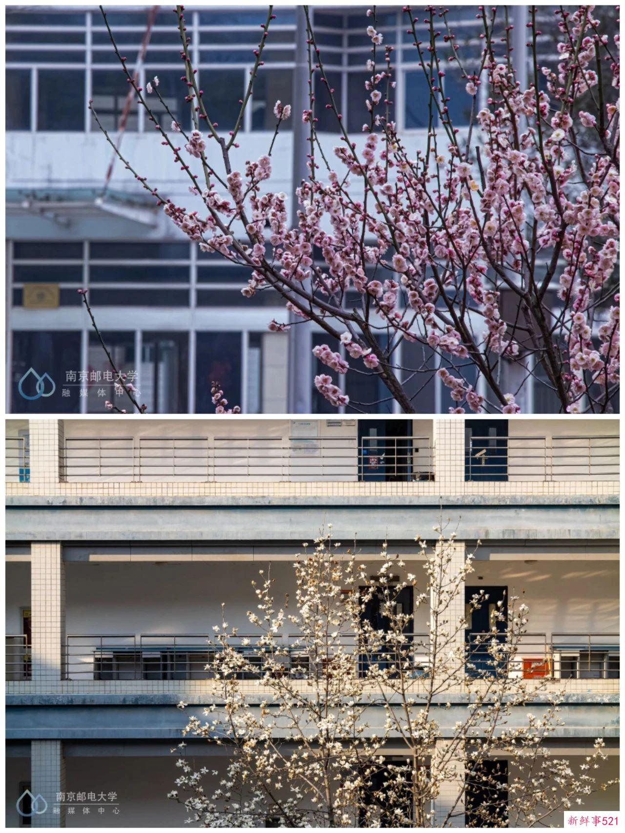 南京高校“校花”图鉴！谁是你心中的“门面担当”？