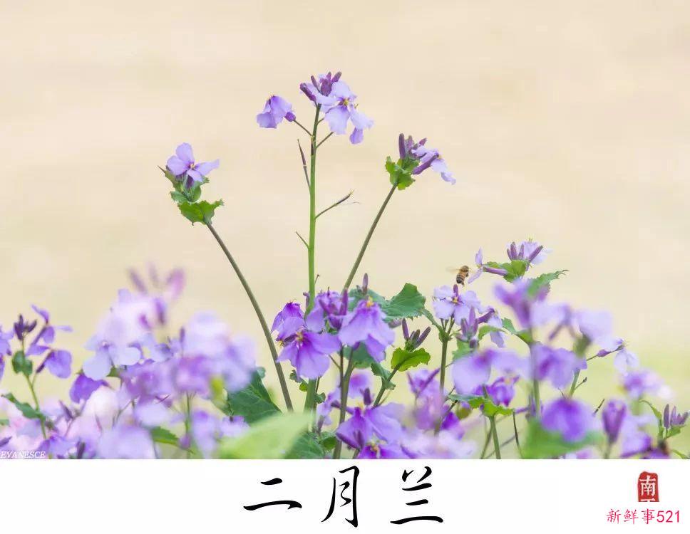 南京高校“校花”图鉴！谁是你心中的“门面担当”？