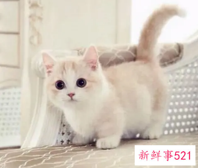 处女座的人适合养只什么猫