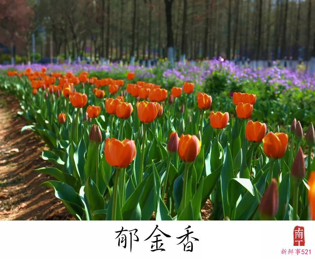 南京高校“校花”图鉴！谁是你心中的“门面担当”？