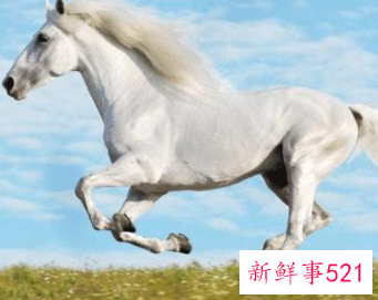 属马佩戴什么吉祥物运气好