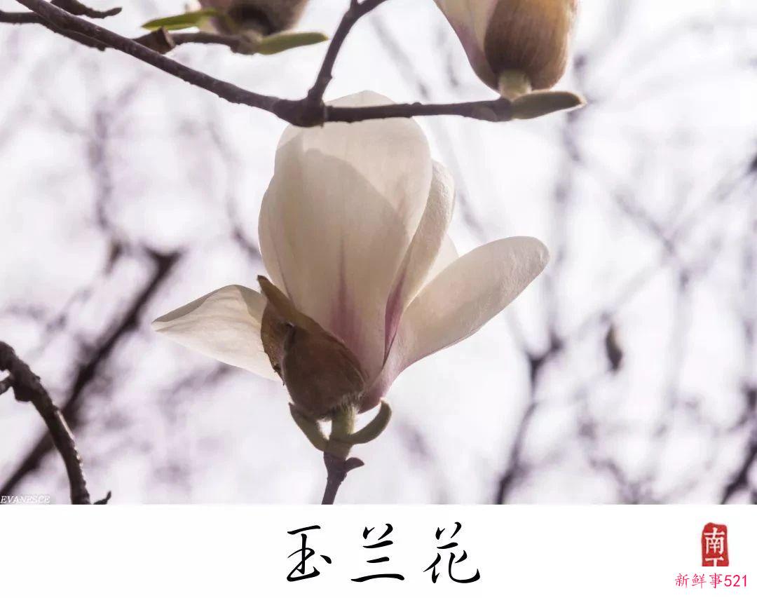 南京高校“校花”图鉴！谁是你心中的“门面担当”？