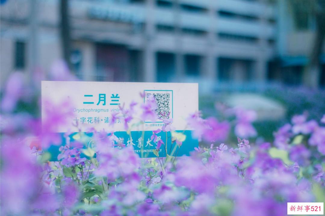 南京高校“校花”图鉴！谁是你心中的“门面担当”？