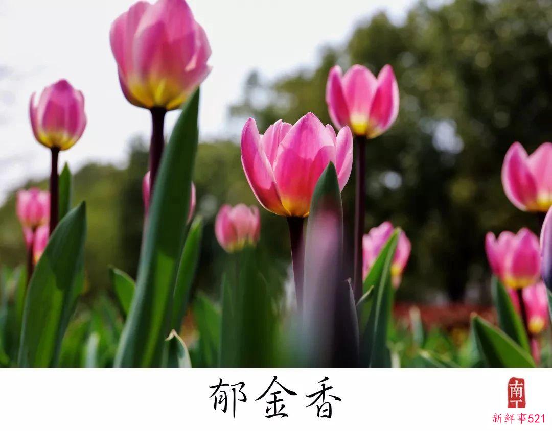 南京高校“校花”图鉴！谁是你心中的“门面担当”？