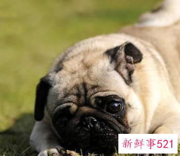 八哥狗和法斗一样吗