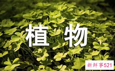 阳台植物风水禁忌